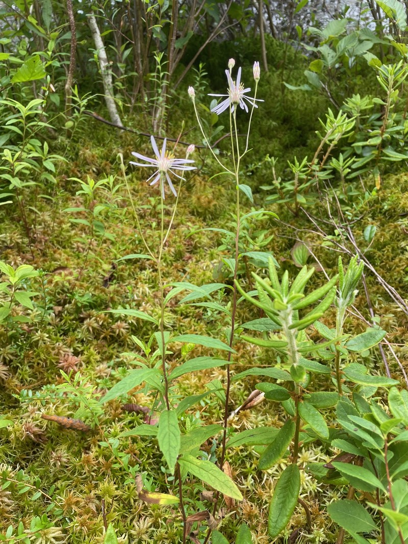 Aster photo 3