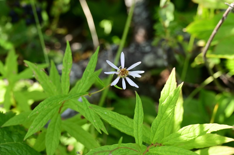 Aster photo 4