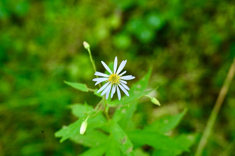 Aster photo 5