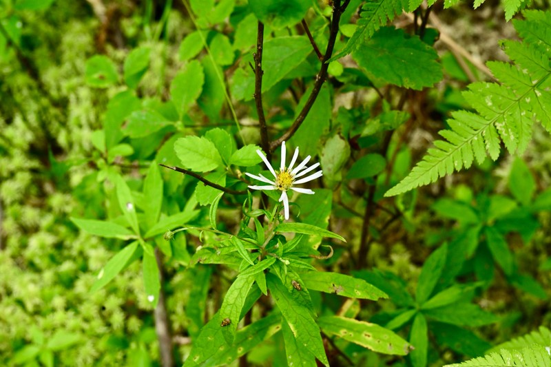 Aster photo 6
