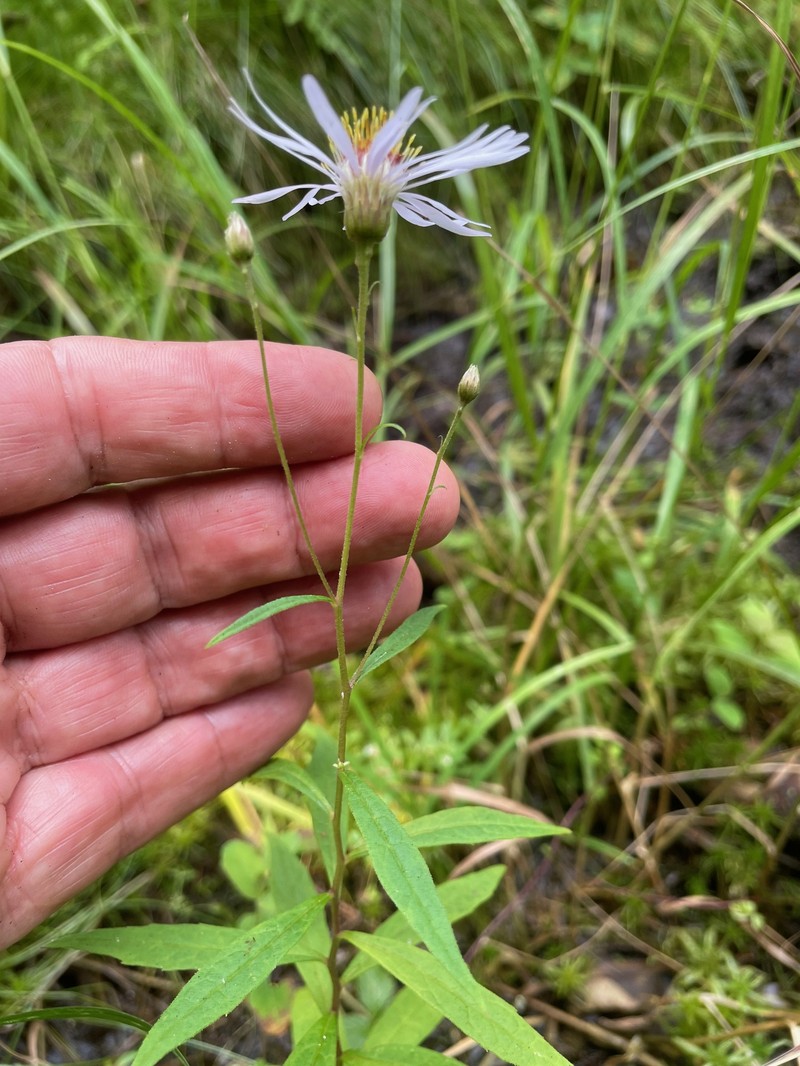Aster photo 7