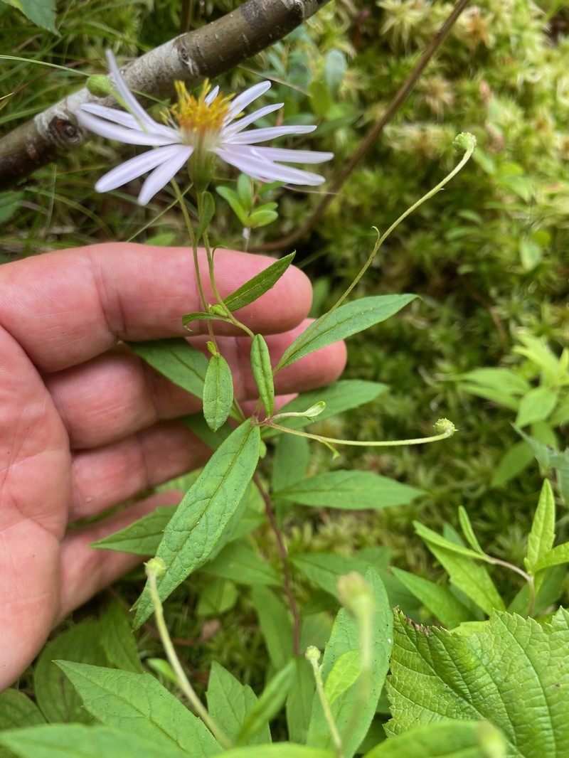 Aster photo 8