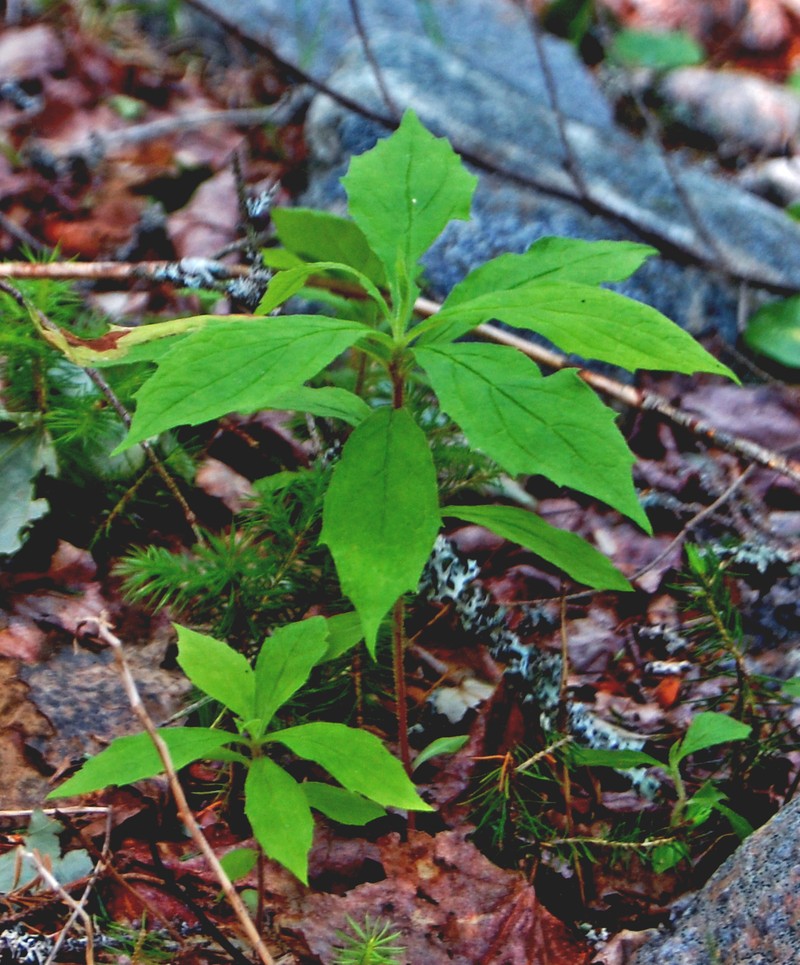 Whorled Wood Aster photo 2