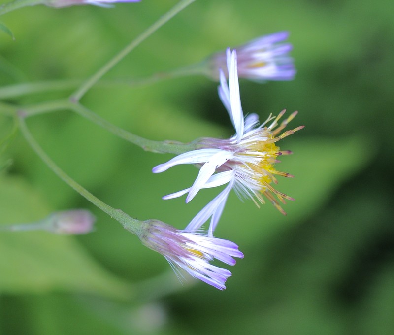 Whorled Wood Aster photo 3