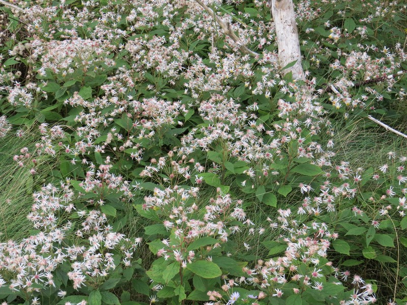 Whorled Wood Aster photo 4