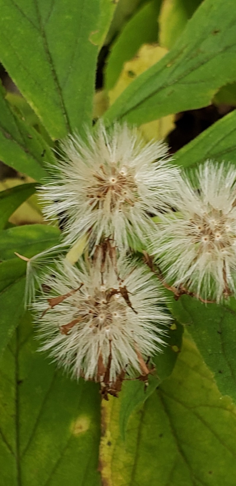 Whorled Wood Aster photo 5