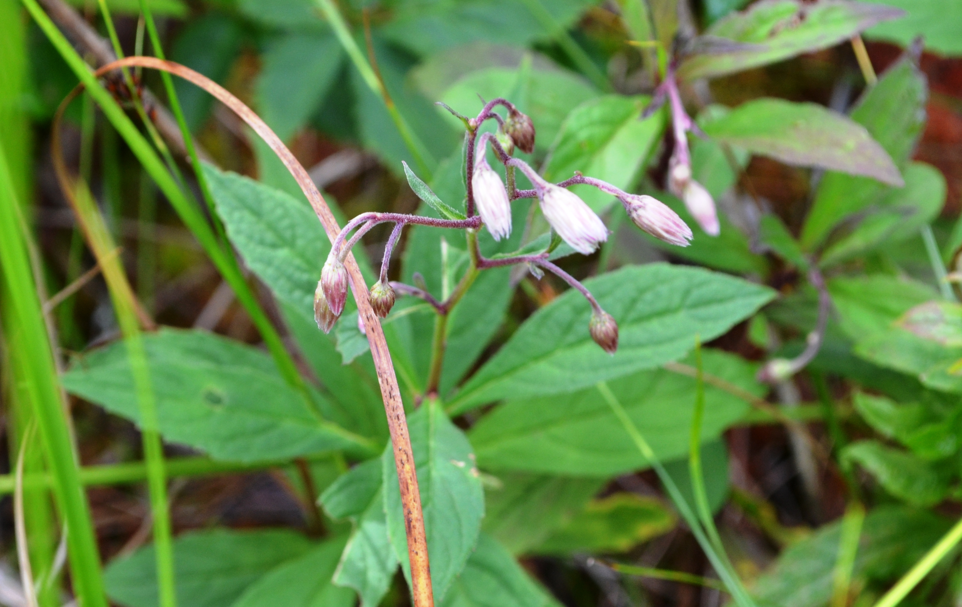 Whorled Wood Aster photo 6