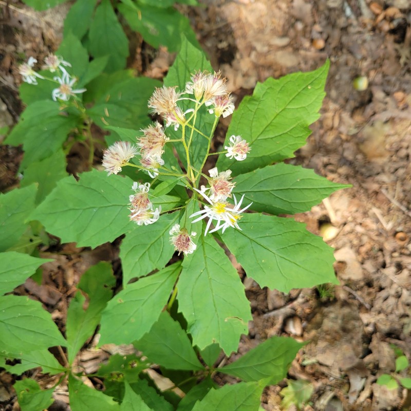 Whorled Wood Aster