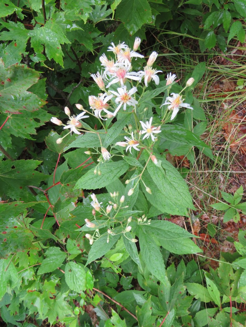 Whorled Wood Aster photo 3