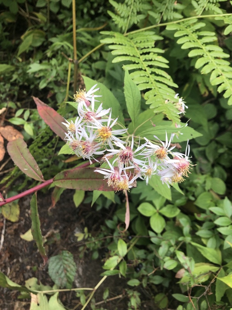Whorled Wood Aster photo 4