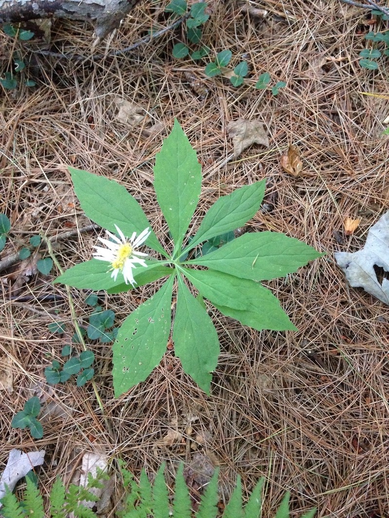 Whorled Wood Aster photo 5