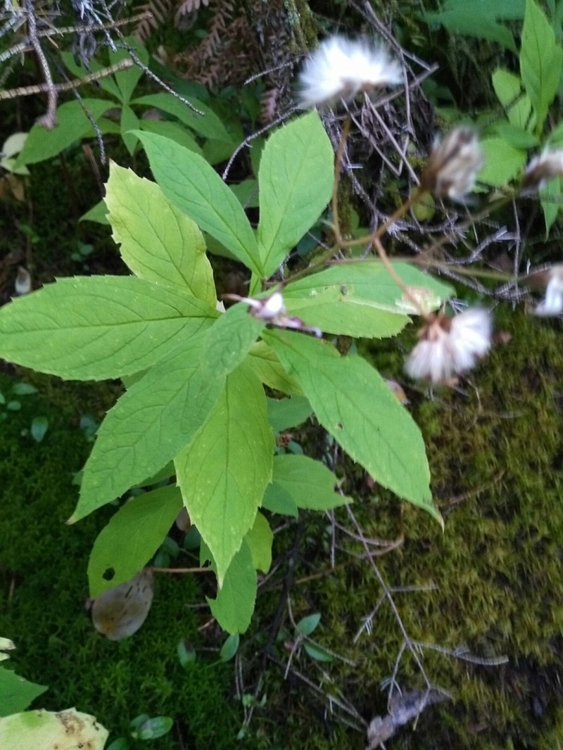 Whorled Wood Aster photo 6