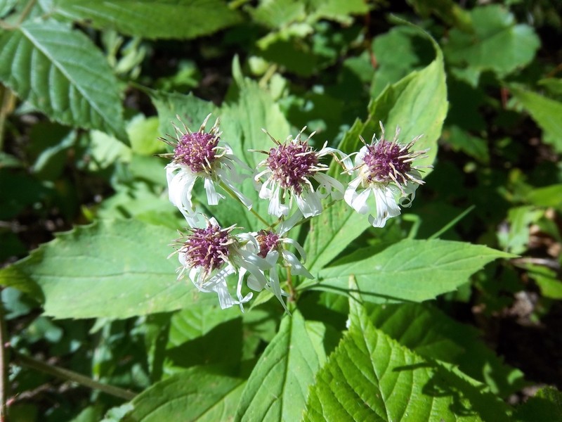 Whorled Wood Aster photo 7