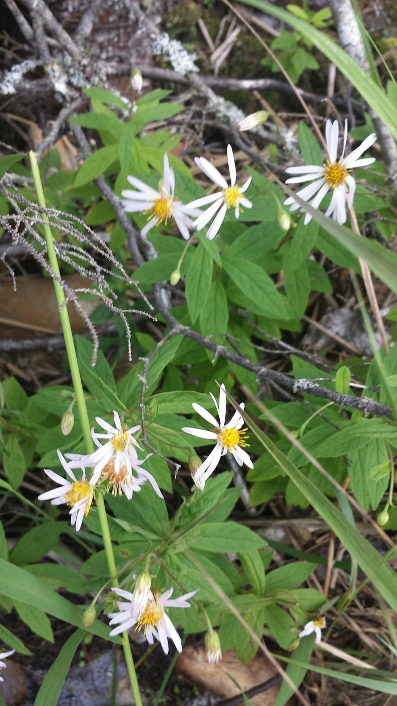 Aster photo 2