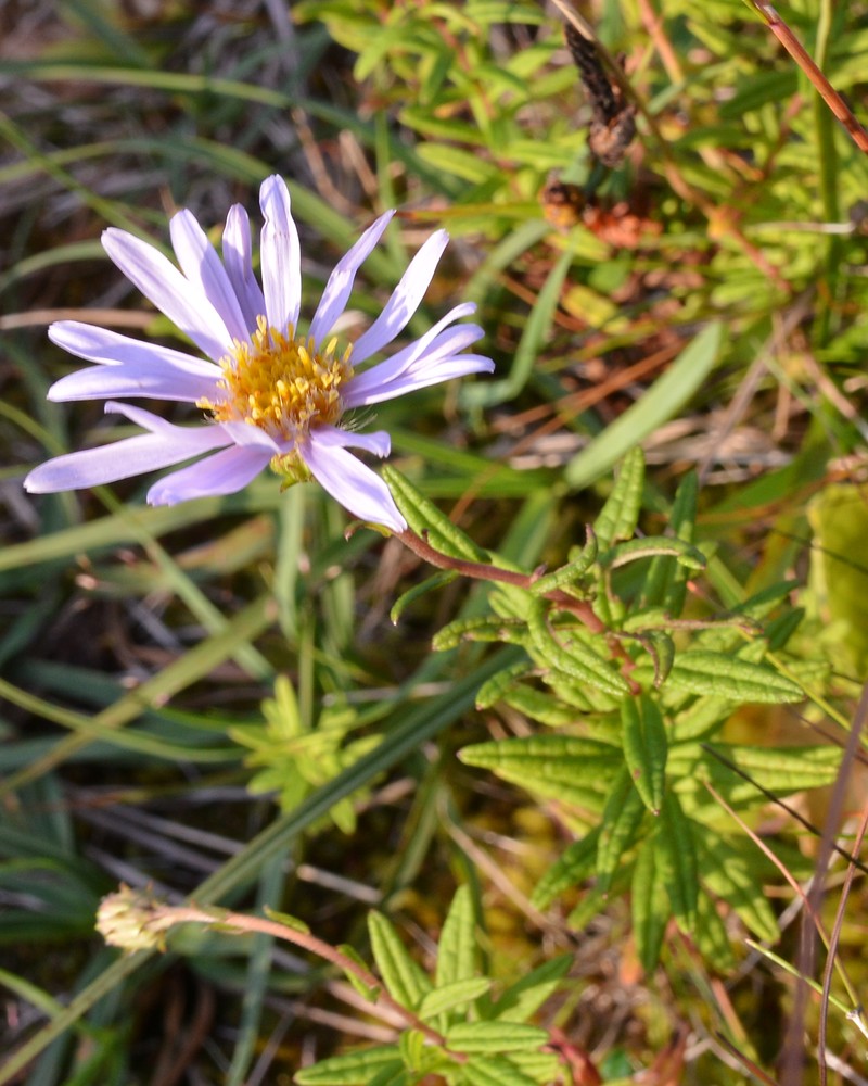 Bog Aster photo 3