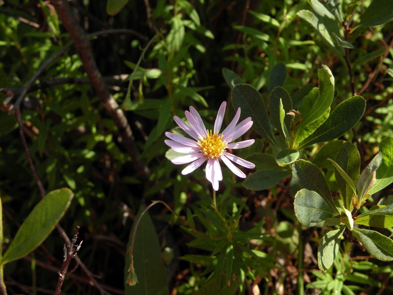 Bog Aster photo 4