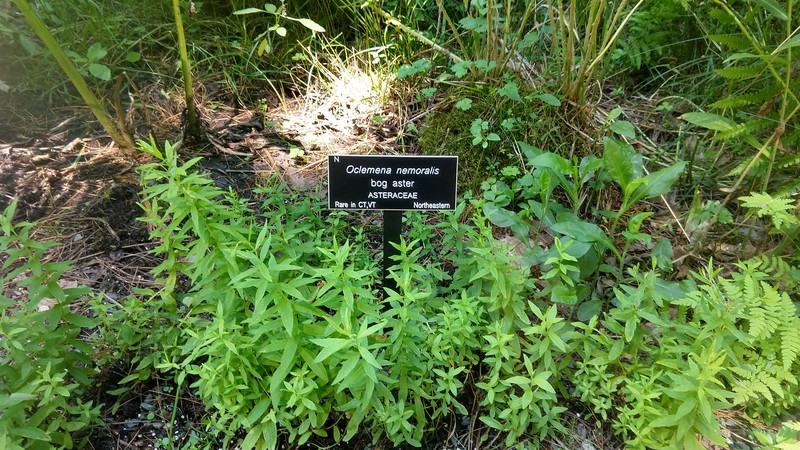 Bog Aster photo 5