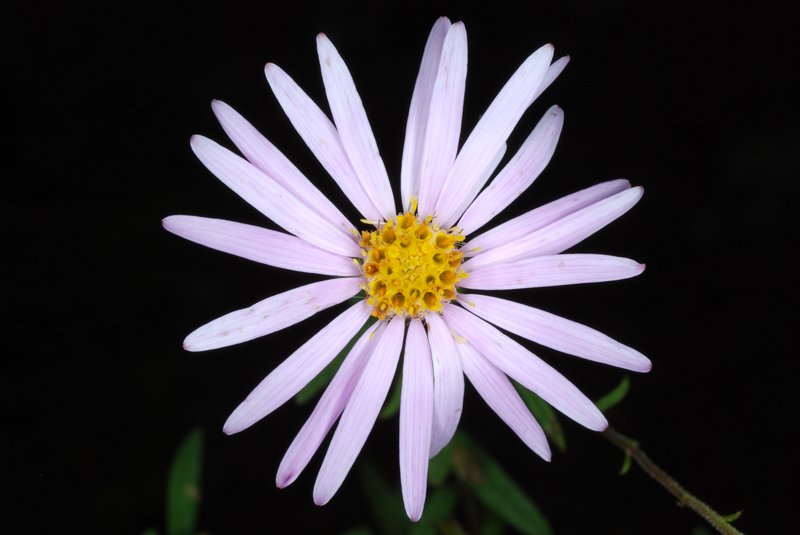 Bog Aster