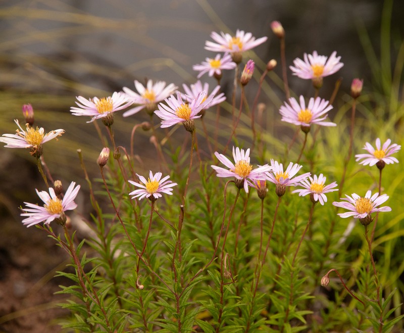 Bog Aster photo 8