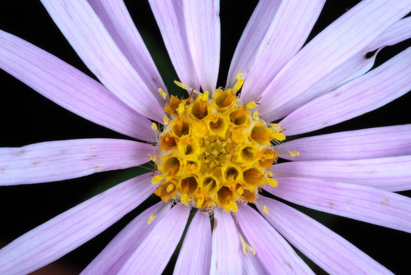 Bog Aster photo 2