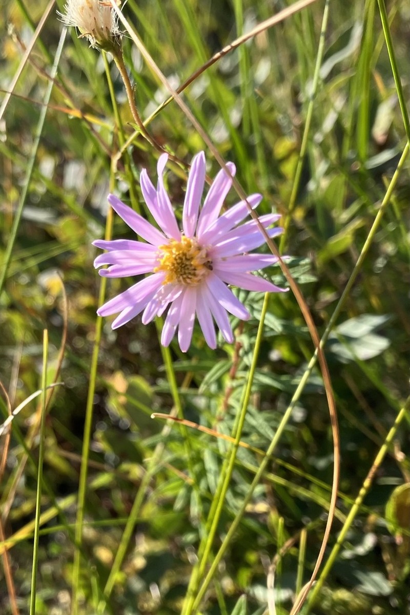 Bog Aster photo 3
