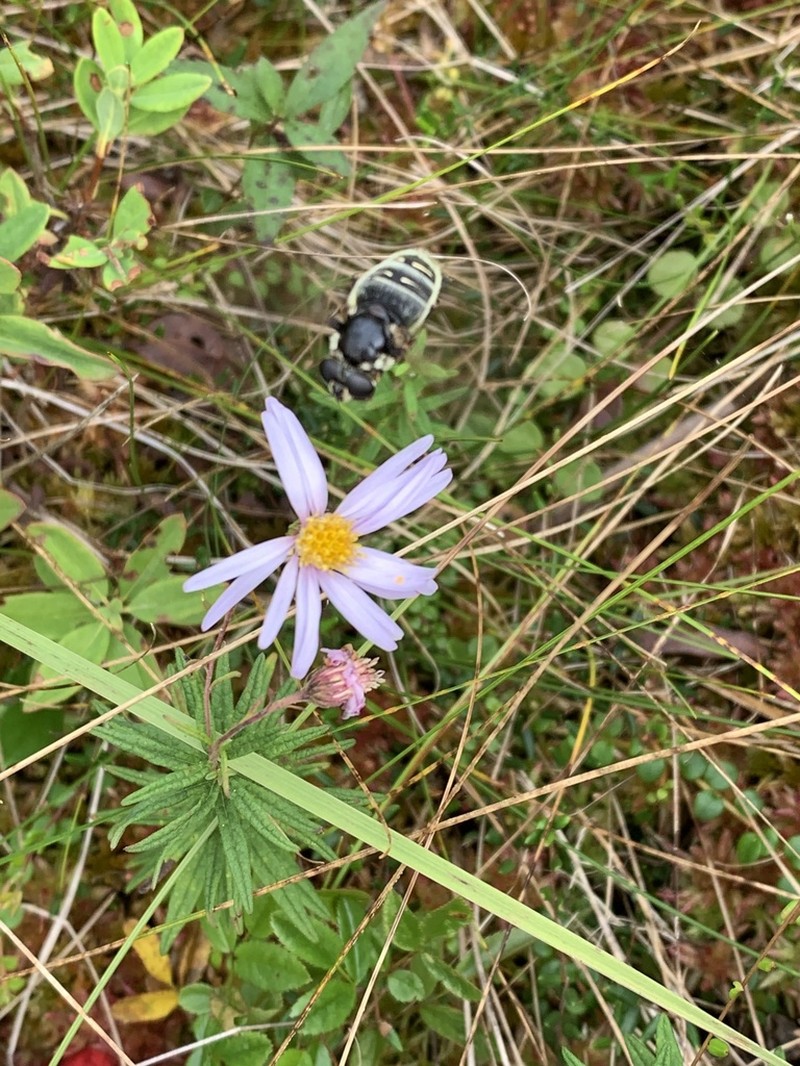 Bog Aster photo 4