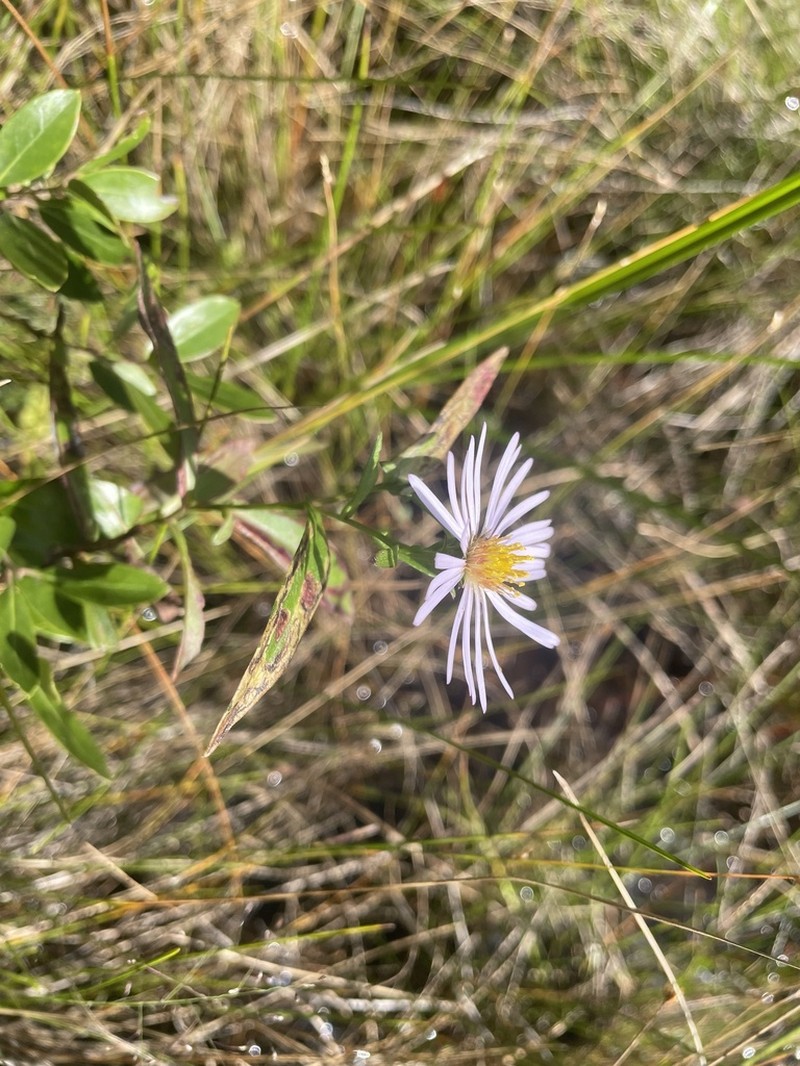 Bog Aster photo 5