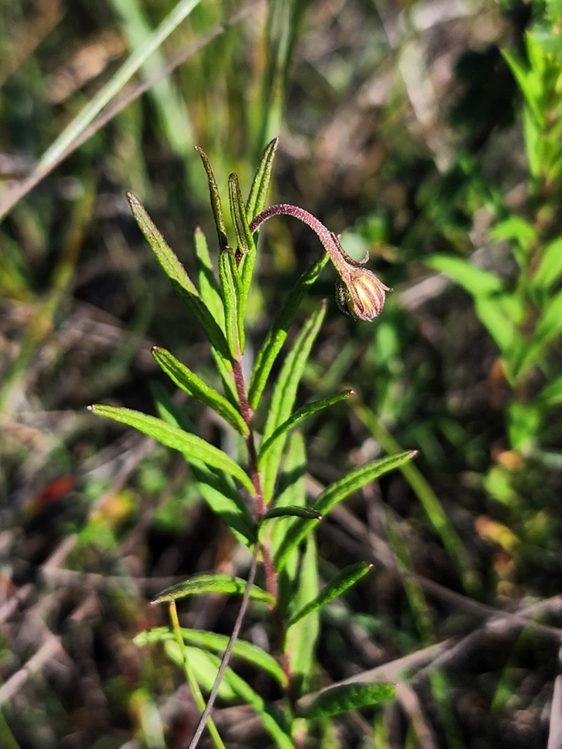 Bog Aster photo 6