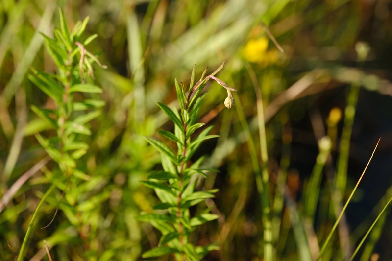 Bog Aster photo 7
