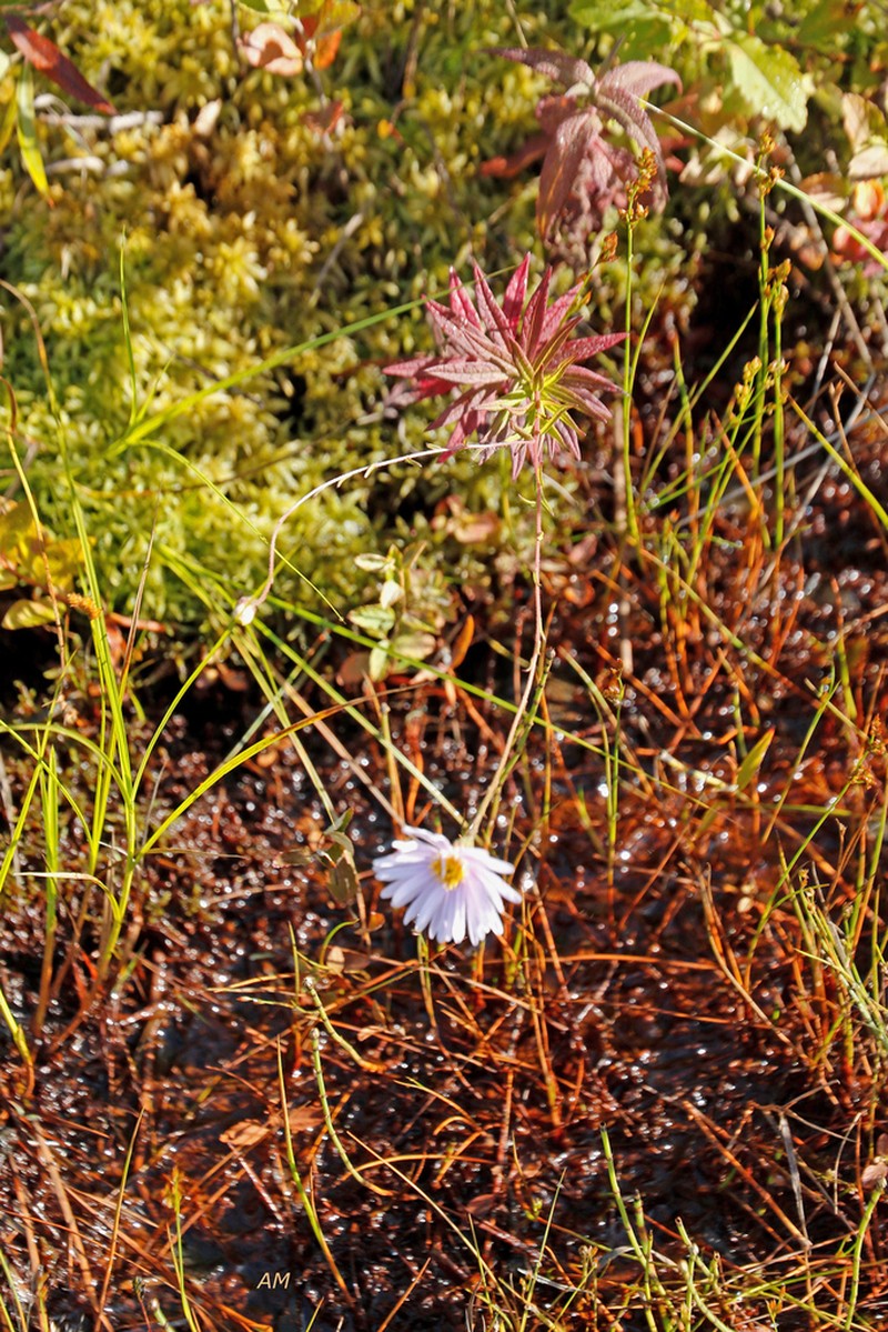 Bog Aster photo 8