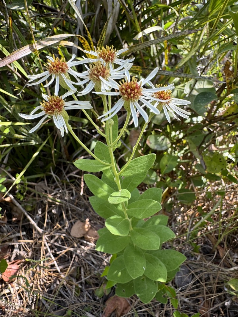 Pine Barren Whitetop Aster
