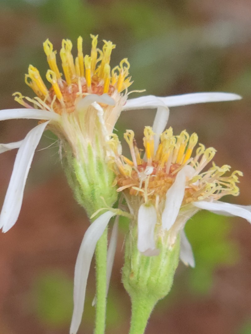 Pine Barren Whitetop Aster photo 2