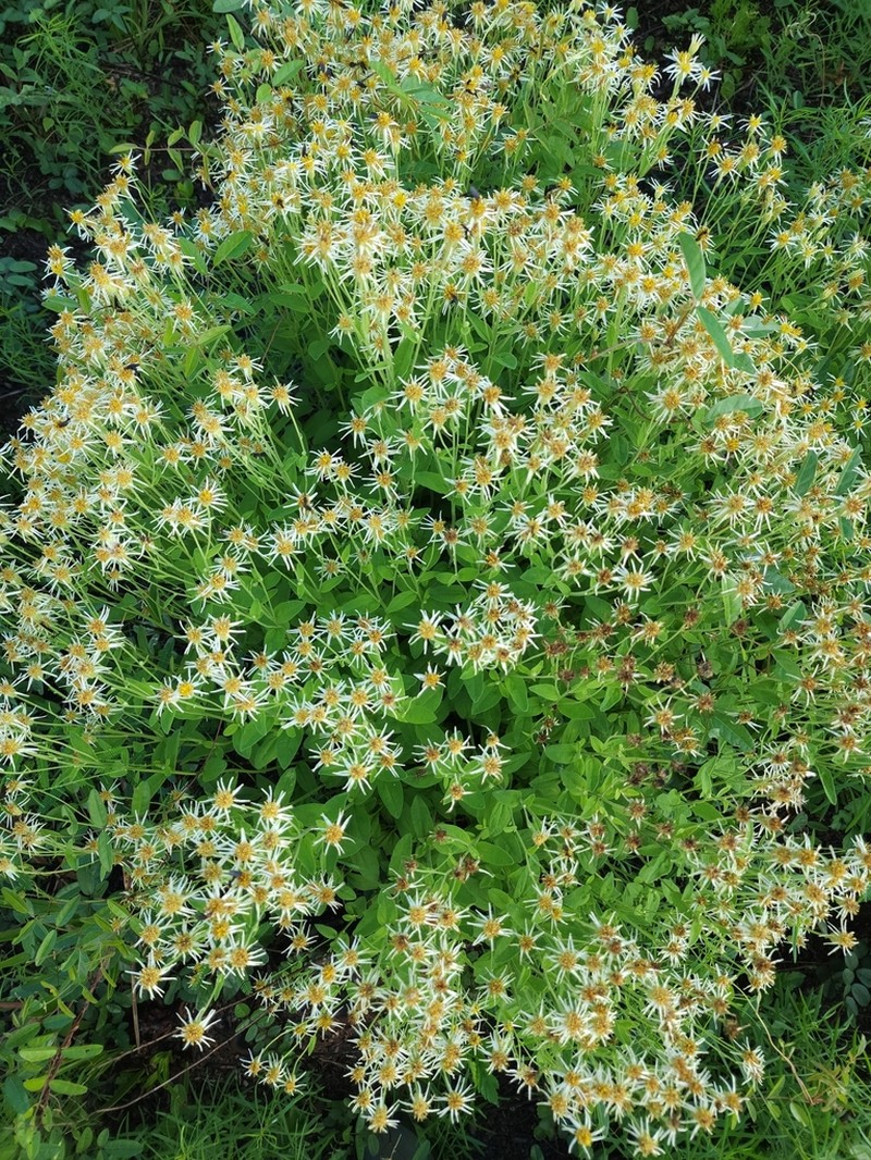Pine Barren Whitetop Aster photo 4