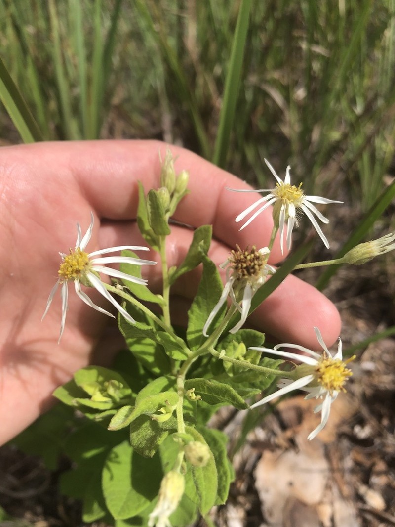 Pine Barren Whitetop Aster photo 5
