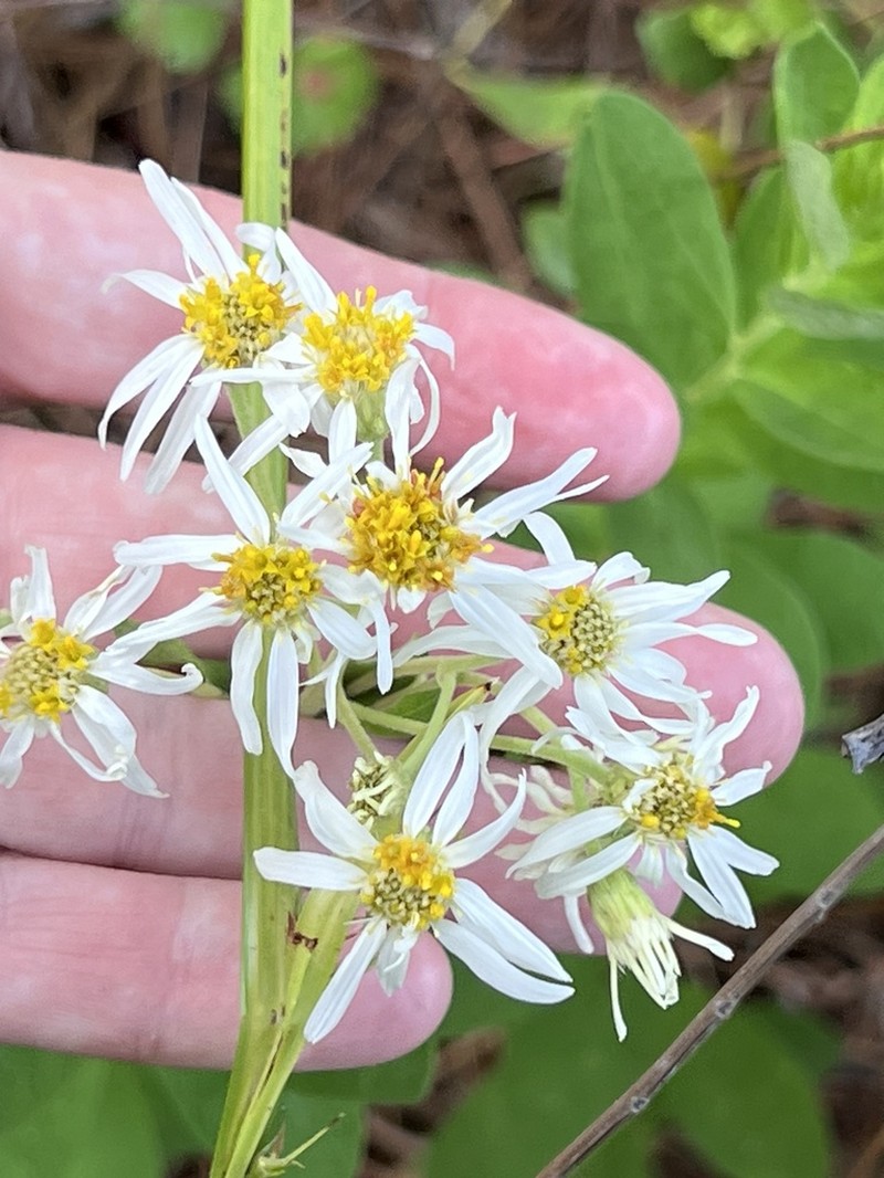 Pine Barren Whitetop Aster photo 7