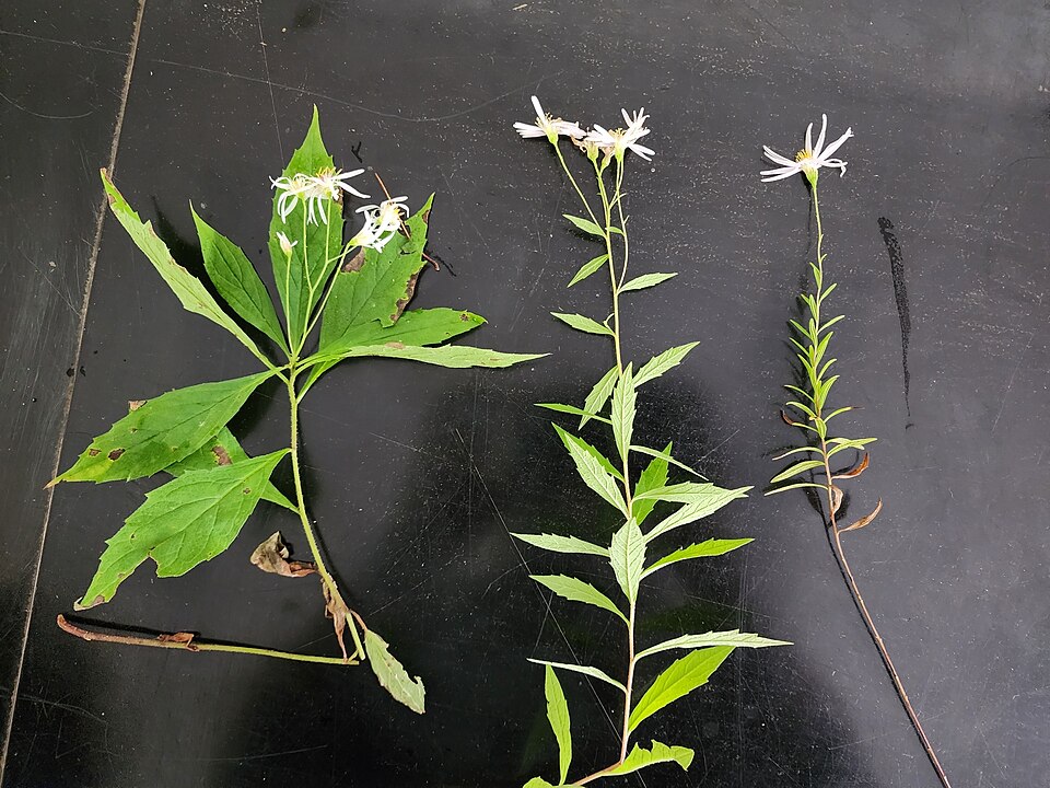Aster photo 3