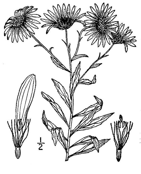 Aster photo 4