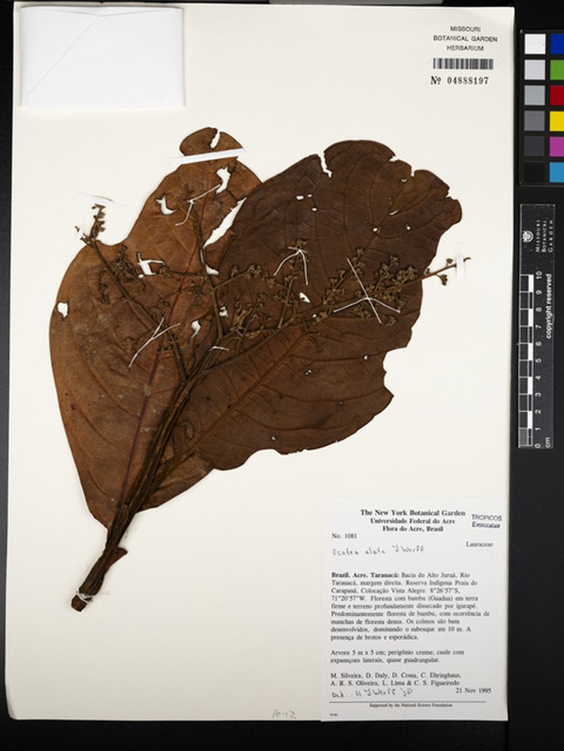 Ocotea alaris