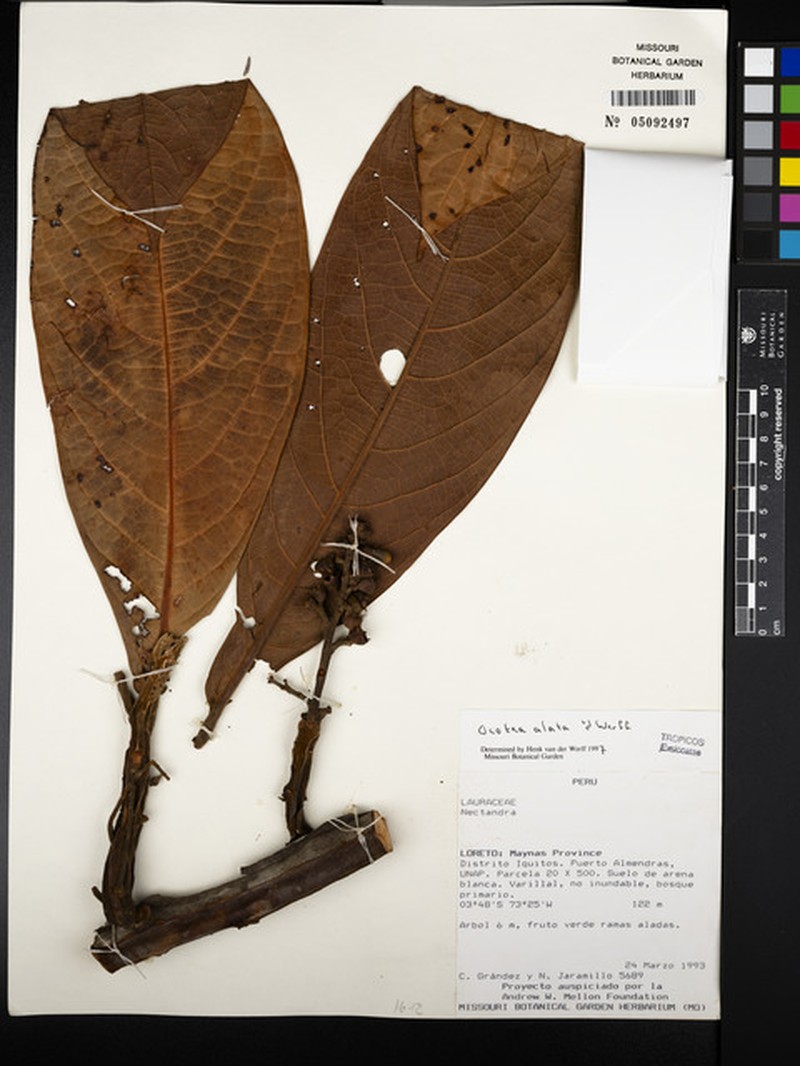Ocotea alaris photo 2