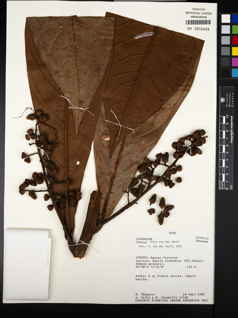 Ocotea alaris photo 3