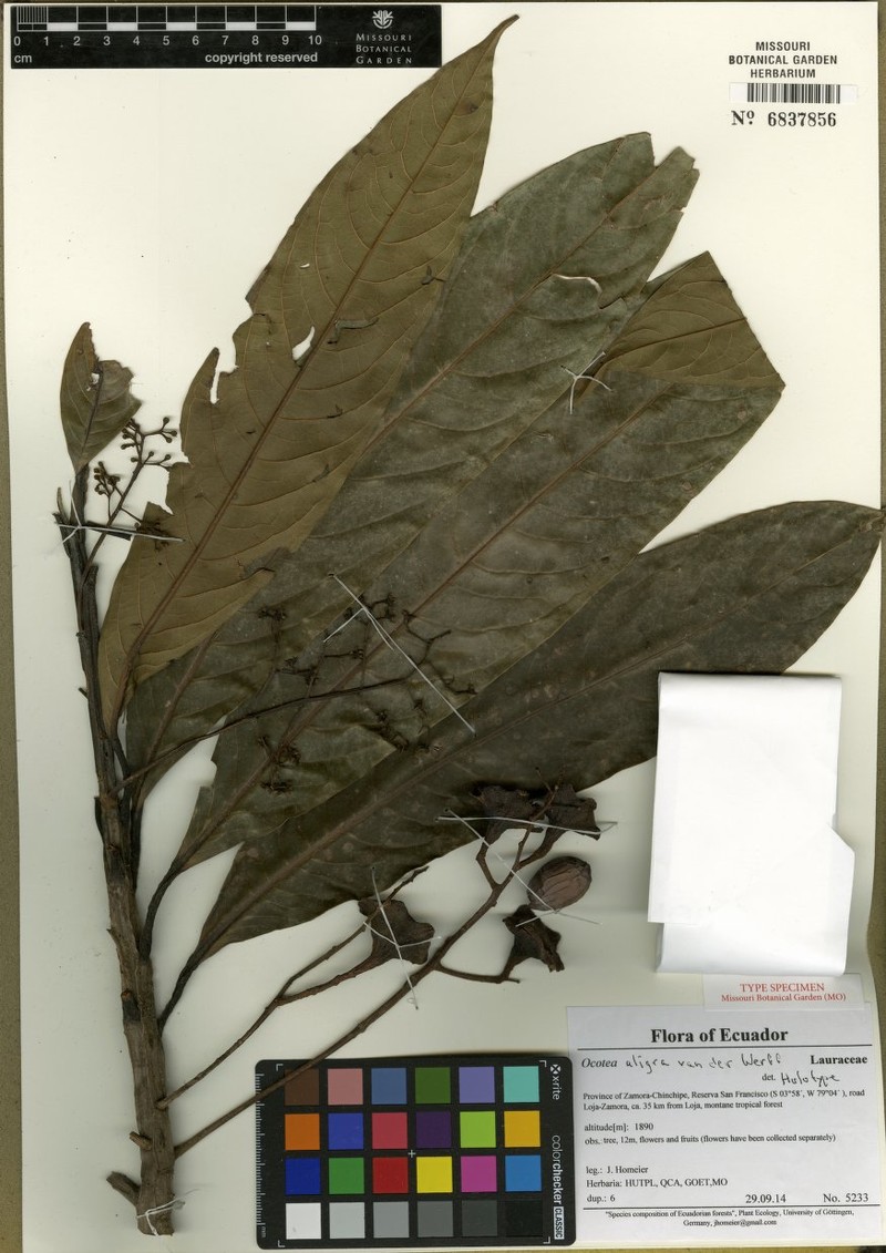 Ocotea aligra