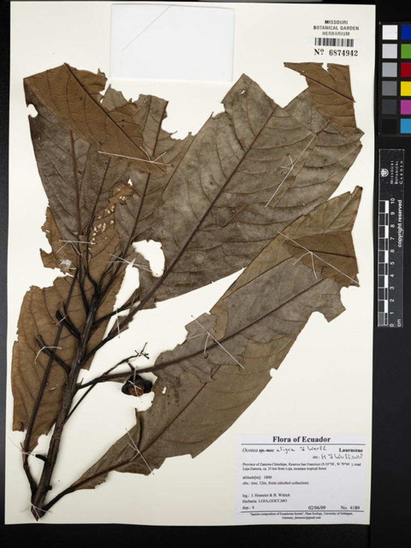 Ocotea aligra photo 2