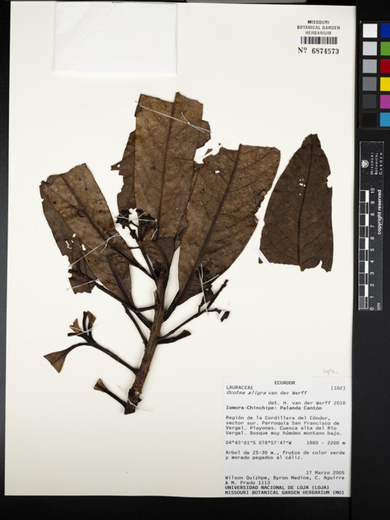 Ocotea aligra photo 3