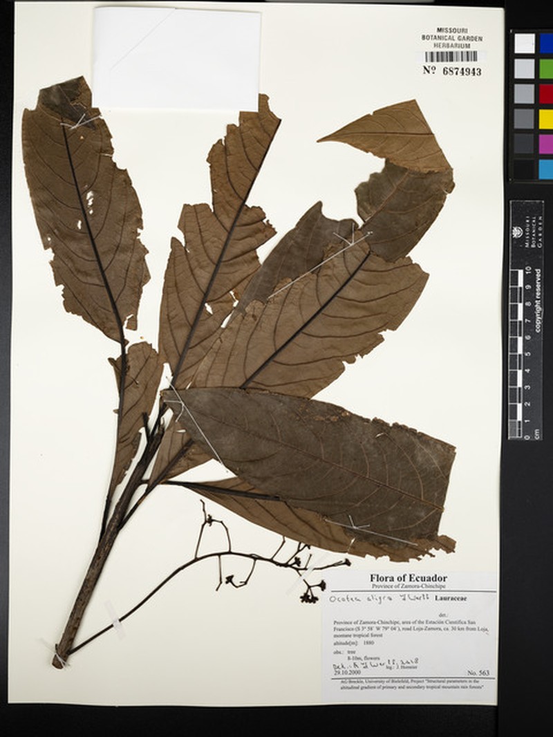 Ocotea aligra photo 4