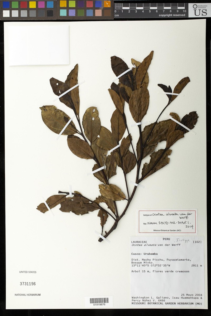 Ocotea alveata