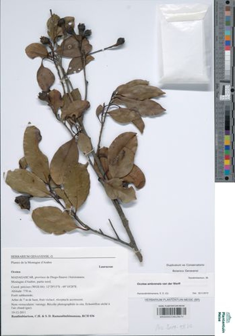 Ocotea ambrensis