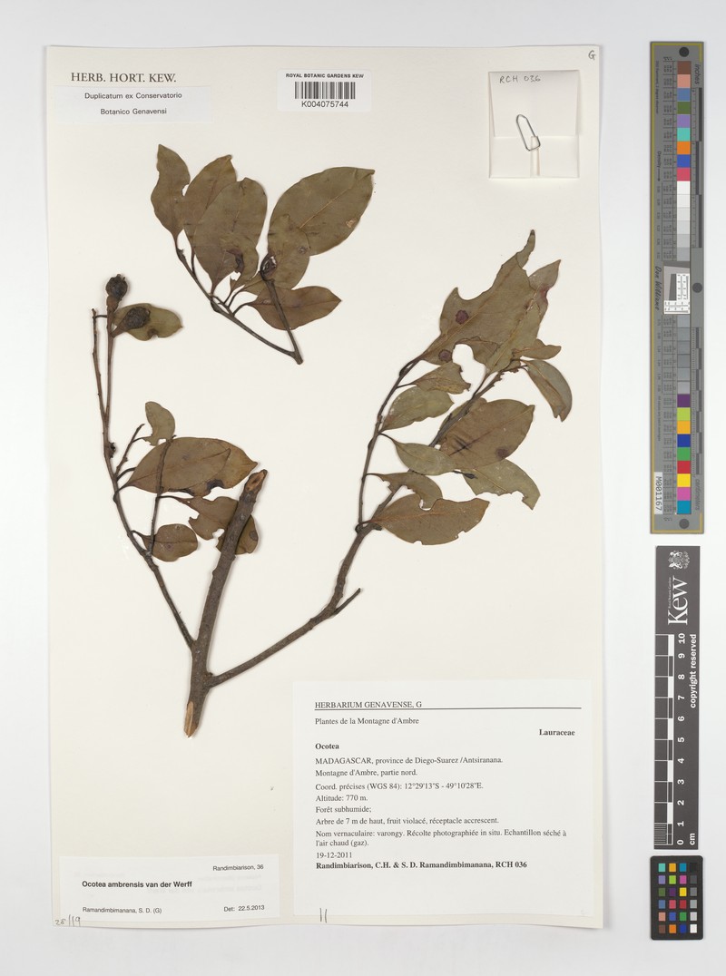 Ocotea ambrensis photo 2