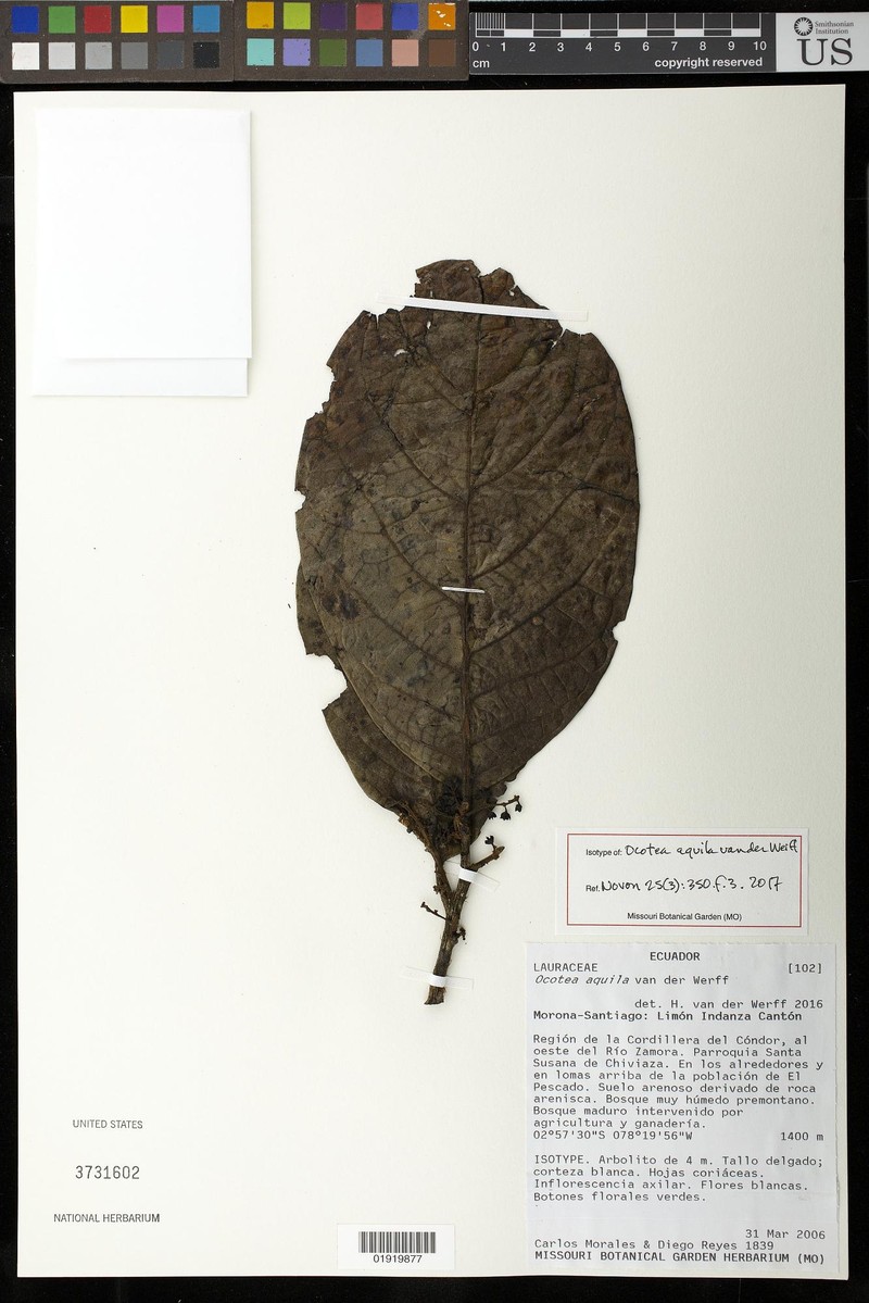 Ocotea aquila