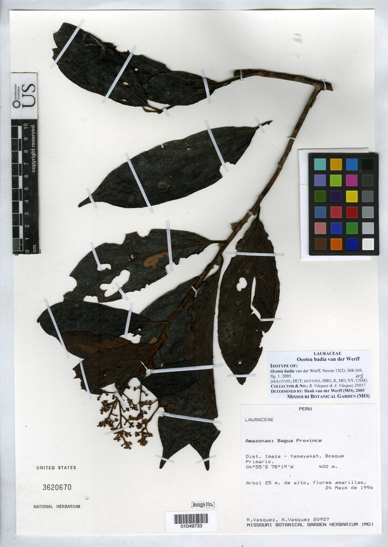 Ocotea badia
