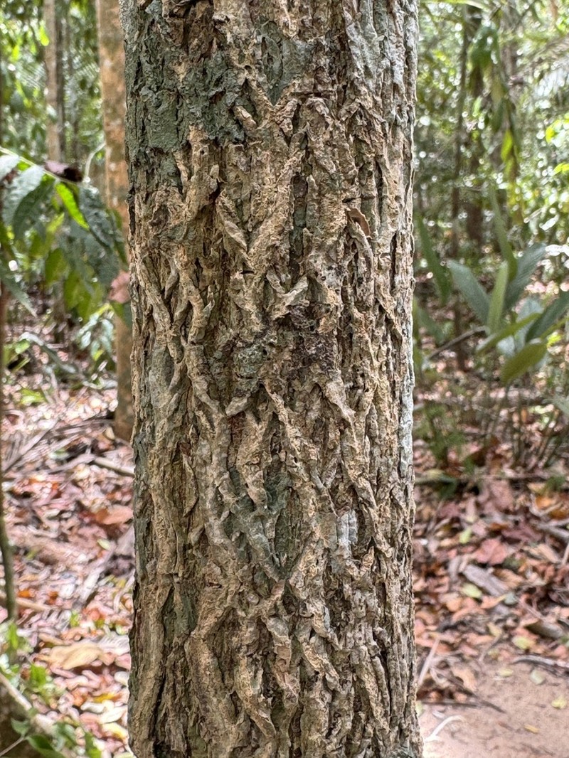 Ocotea batata